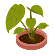 Tropical-Plants