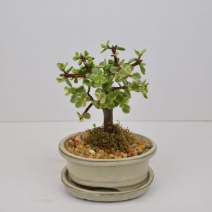 verigated jade
